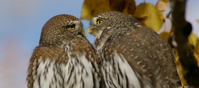 Pygmy Owls