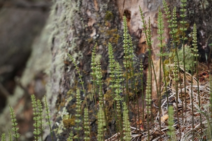 Early Horsetail Ferns