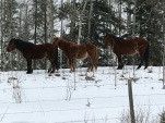 Wild Horses at top of our entry road on Mar 29 2018. Thanks Gary and Sarah for the Photo!